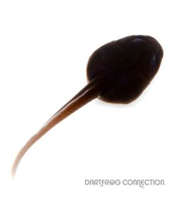 Dendrobates Auratus Portobelo Tadpole
