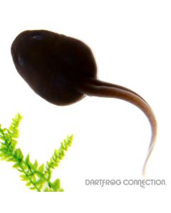 Dendrobates Auratus  Super Blue Tadpole