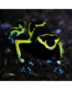 Dendrobates leucomelas Cerro Autana (Blue Foot)