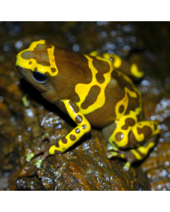 Dendrobates Leucomelas Chocolate