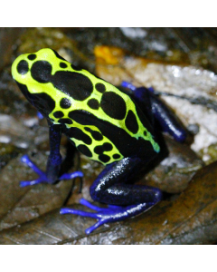 Dendrobates Tinctorius Green Sipaliwini