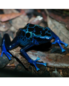 Dendrobates tinctorius Kutari River UTC