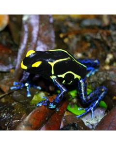 Dendrobates tinctorius Western Bakhuis