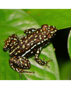 Epipedobates tricolor Cieletos
