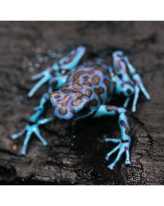 Dendrobates auratus La Coca