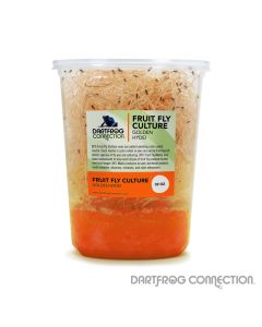 DFC Golden Delicious Fruit Fly Culture