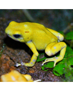 Dendrobates auratus Golden
