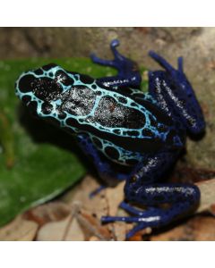 Dendrobates tinctorius New River