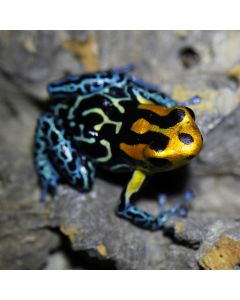 Ranitomeya fantastica Lowland