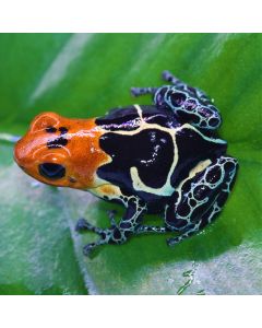 Ranitomeya fantastica Cainarachi