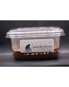 Temperate White Springtails - Box of Springtails (12 pack) - Free Overnight Shipping