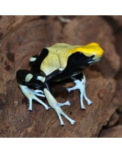 Dendrobates tinctorius Mont Atachi Bakka
