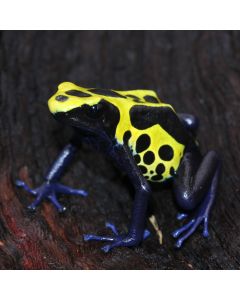 Dendrobates tinctorius Lawa