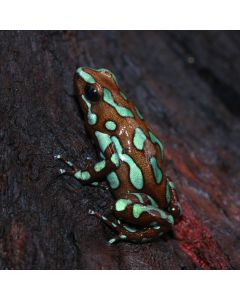 Dendrobates auratus Camo