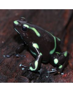 Dendrobates auratus Capira