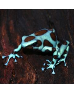 Dendrobates auratus Turquoise and Bronze