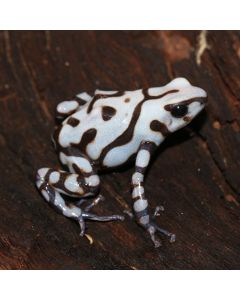 Dendrobates auratus Pena Blanca