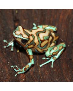Dendrobates auratus Green and White