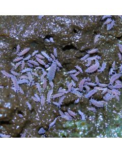 Temperate Lilac Springtails - Ceratophysella sp. Lilac