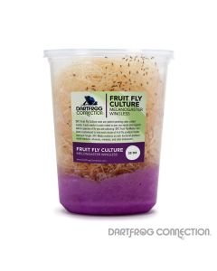 DFC Wingless Melongaster Fruit Fly Culture 