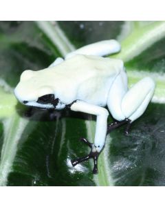 Adelphobates galactonotus Moonshine