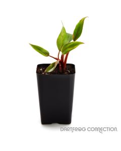Philodendron pincushion