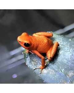 Oophaga pumilio Bahia Honda