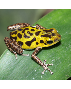 Oophaga pumilio Rambala