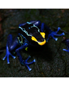 Dendrobates tinctorius True Sipaliwini