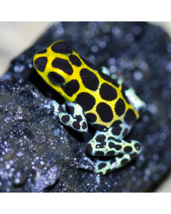 Ranitomeya imitator Yumbatos