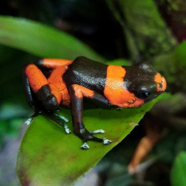 Oophaga lehmanni Red