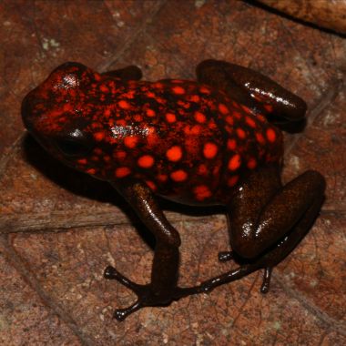 Oophaga sylvatica Puerto Quito
