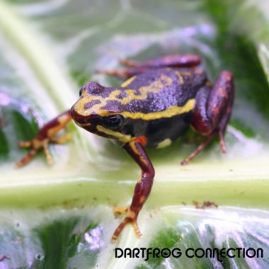Epipedobates tricolor Rio