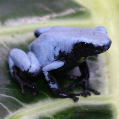 Adelphobates galactonotus Blue