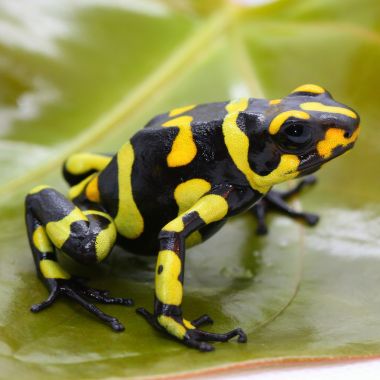 Oophaga histrionica Anchicaya