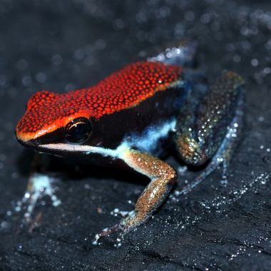Allobates zaparo