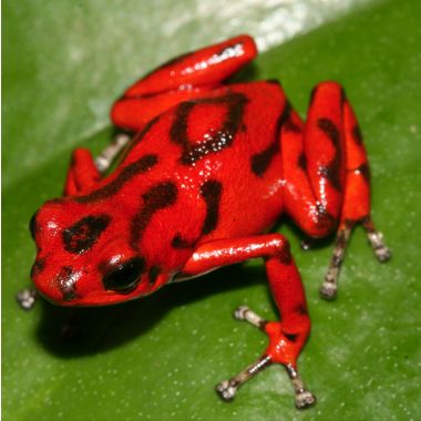 Oophaga vicentei Red 