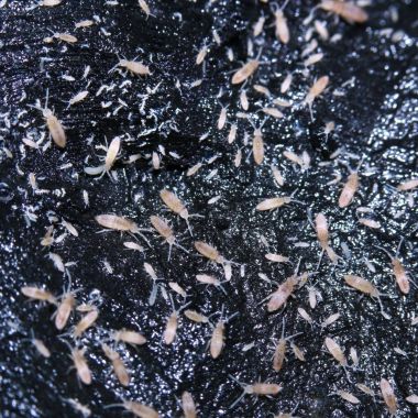 Tropical Pink Springtails - Coecobrya cf. tenebricosa