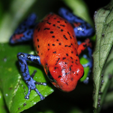 Oophaga typographica Blue Jeans