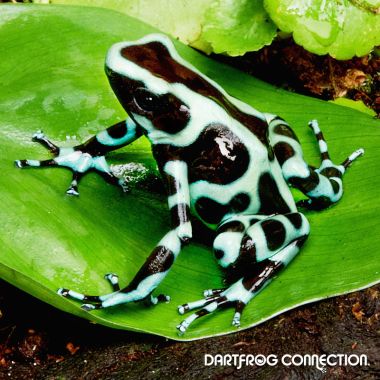  Dendrobates Auratus  Green & Black Panama
