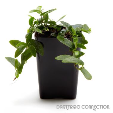 Ficus sp. 