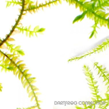 Java Moss 