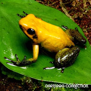 Phyllobates Bicolor Black Leg