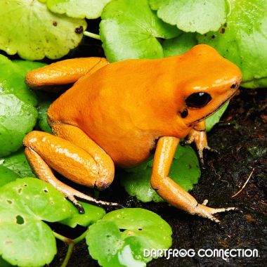  Phyllobates Terribilis Orange