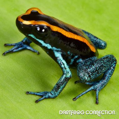 Phyllobates Vittatus Nominant