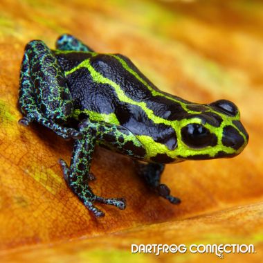 Ranitomeya Imitator Cainarachi Valley