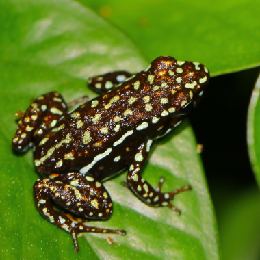 Epipedobates tricolor Cieletos