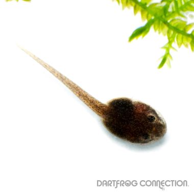 Allobates femoralis Ecuador Tadpole