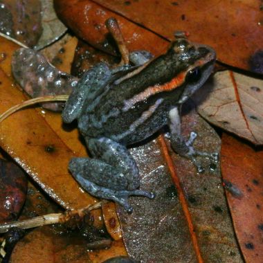 Hyloxalus nexipus