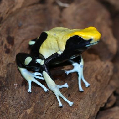 Dendrobates tinctorius Mont Atachi Bakka